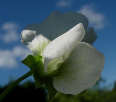 Billede af blomst